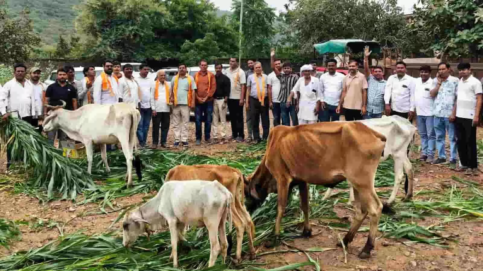 चित्तौड़गढ़ में गौशाला के परिसर में एकत्र होकर गायों को हरा चारा खिलाते पार्टी कार्यकर्ता। चित्तौड़गढ़ में गौशाला के परिसर में एकत्र होकर गायों को हरा चारा खिलाते पार्टी कार्यकर्ता।