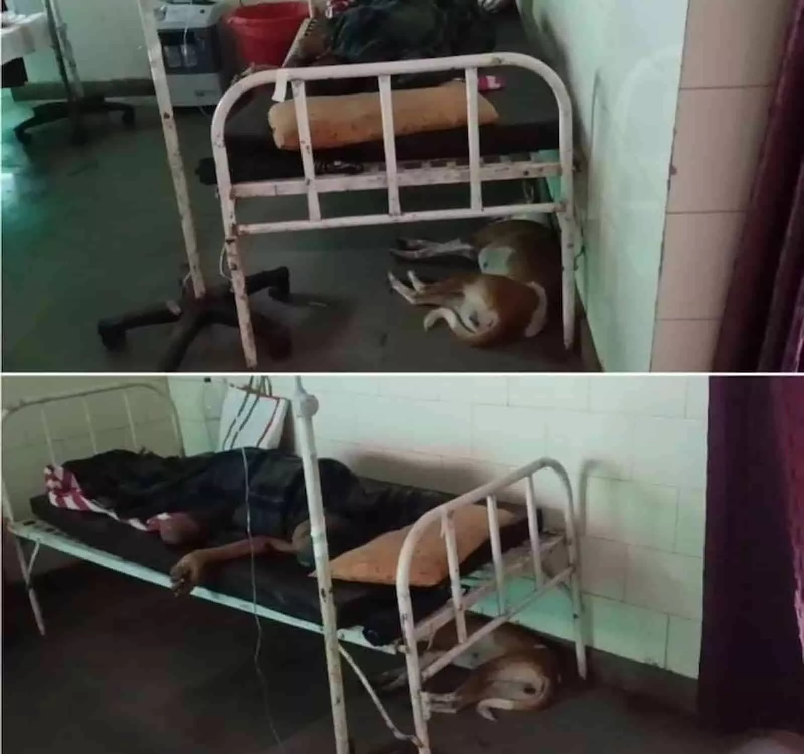 तस्वीर में अस्पताल वार्ड के बेड पर मरीज लेटा हुआ है और नीचे फर्श पर कुत्ता बैठा है। तस्वीर में अस्पताल वार्ड के बेड पर मरीज लेटा हुआ है और नीचे फर्श पर कुत्ता बैठा है।