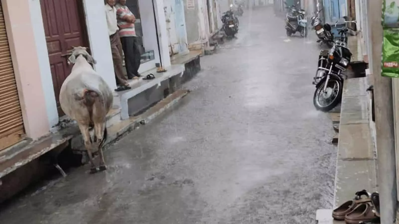 तस्वीर में बाईं ओर दो पुरुष खड़े हैं और भीगी सड़क पर गाय खड़ी है। तस्वीर में बाईं ओर दो पुरुष खड़े हैं और भीगी सड़क पर गाय खड़ी है।