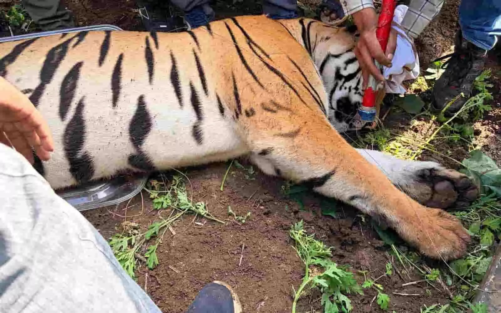 तस्वीर में दिख रही बेहोश बाघिन के मुंह पर कपड़ा बांधकर वनकर्मी उसे नियंत्रित कर रहे हैं। तस्वीर में दिख रही बेहोश बाघिन के मुंह पर कपड़ा बांधकर वनकर्मी उसे नियंत्रित कर रहे हैं।
