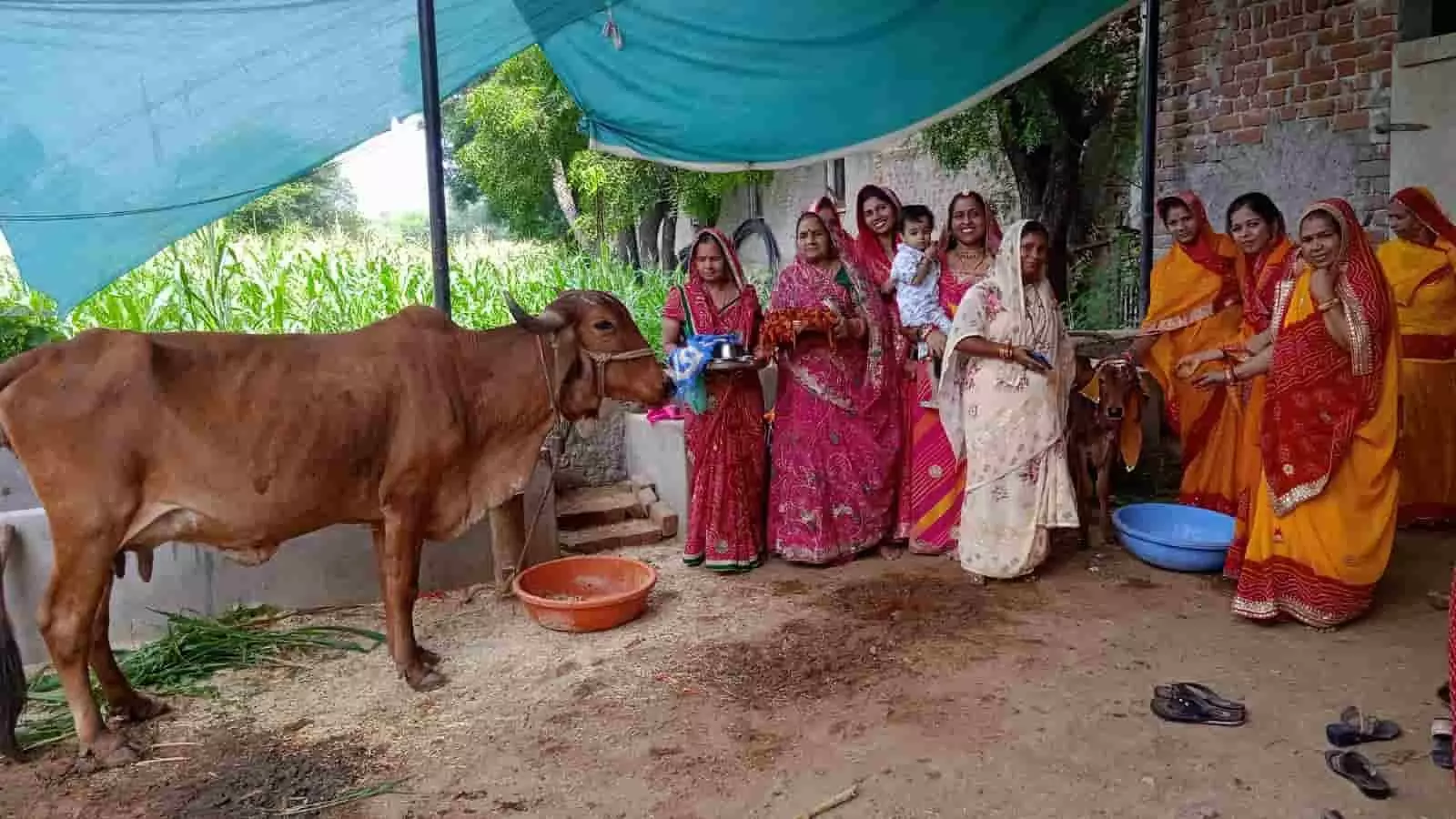 तस्वीर में महिलाएं एक गाय और बछड़े के पास पूजा की थाली लिए खड़ी हैं। तस्वीर में महिलाएं एक गाय और बछड़े के पास पूजा की थाली लिए खड़ी हैं।