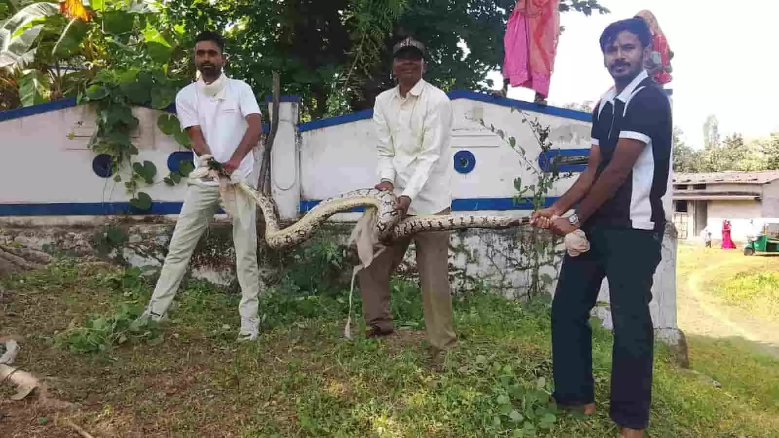 तस्वीर में बाएं से दाएं खड़े तीन व्यक्ति खेरवाड़ा के कातरवास कलां में एक बड़ा अजगर पकड़े हुए हैं और पृष्ठभूमि में दीवार पर कुछ लोग खड़े हैं. तस्वीर में बाएं से दाएं खड़े तीन व्यक्ति खेरवाड़ा के कातरवास कलां में एक बड़ा अजगर पकड़े हुए हैं और पृष्ठभूमि में दीवार पर कुछ लोग खड़े हैं.