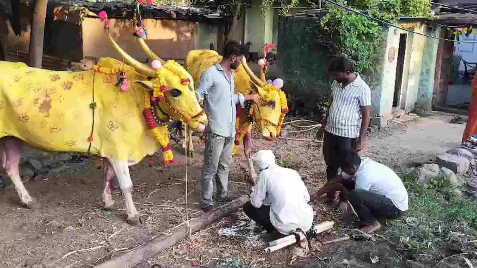 तस्वीर में बायीं तरफ पीले रंगों और सजावट से सजे दो बैल खड़े हैं, जिनके पास खड़े होकर कुछ लोग पूजा और तैयारी कर रहे हैं। तस्वीर में बायीं तरफ पीले रंगों और सजावट से सजे दो बैल खड़े हैं, जिनके पास खड़े होकर कुछ लोग पूजा और तैयारी कर रहे हैं।