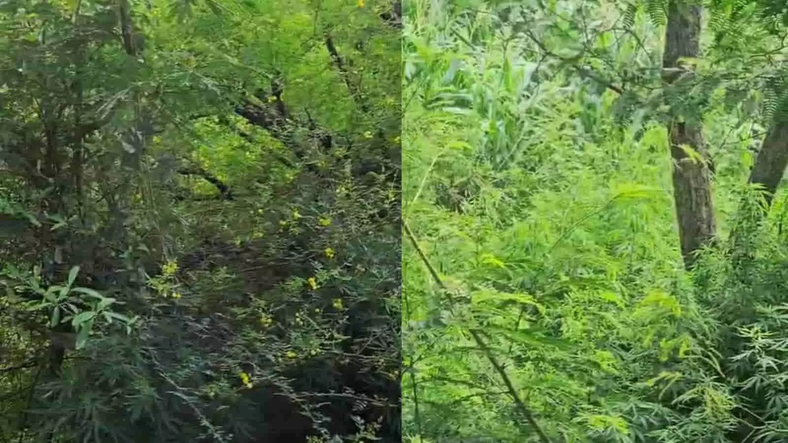 तस्वीर में खेत के अंदर हरी-भरी झाड़ियों और पौधों का घना हिस्सा दिखाई दे रहा है। तस्वीर में खेत के अंदर हरी-भरी झाड़ियों और पौधों का घना हिस्सा दिखाई दे रहा है।
