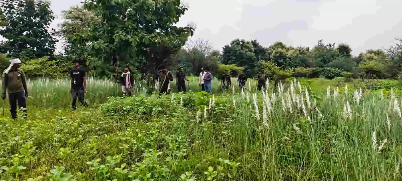तस्वीर में दिख रही वन विभाग की टीम और लोग हरे-भरे खेत में सर्च ऑपरेशन चला रहे हैं। तस्वीर में दिख रही वन विभाग की टीम और लोग हरे-भरे खेत में सर्च ऑपरेशन चला रहे हैं।
