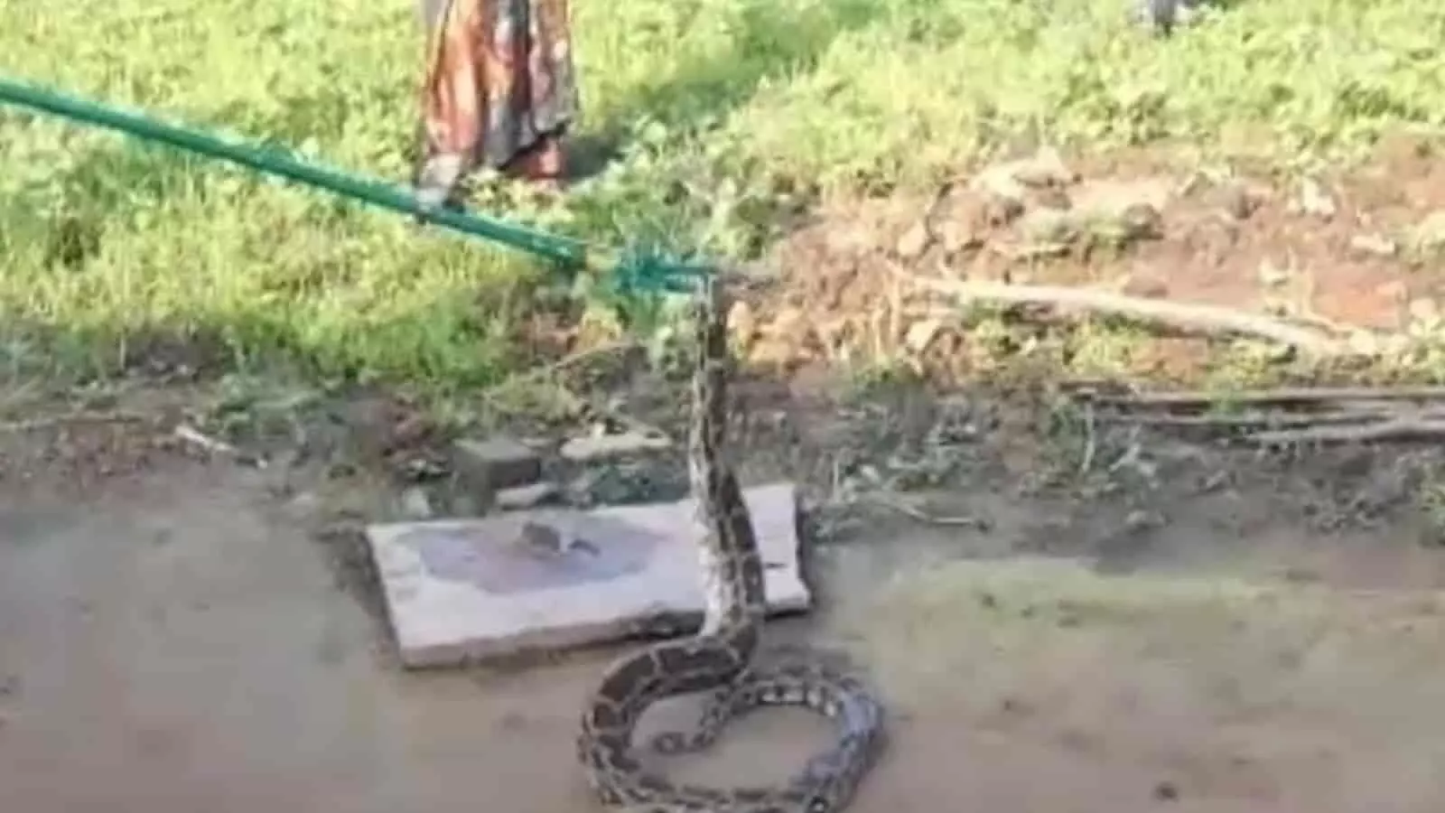 तस्वीर में कटनी के कुपिया गांव में रेस्क्यू टीम द्वारा अजगर को पकड़ा जा रहा है। तस्वीर में कटनी के कुपिया गांव में रेस्क्यू टीम द्वारा अजगर को पकड़ा जा रहा है।
