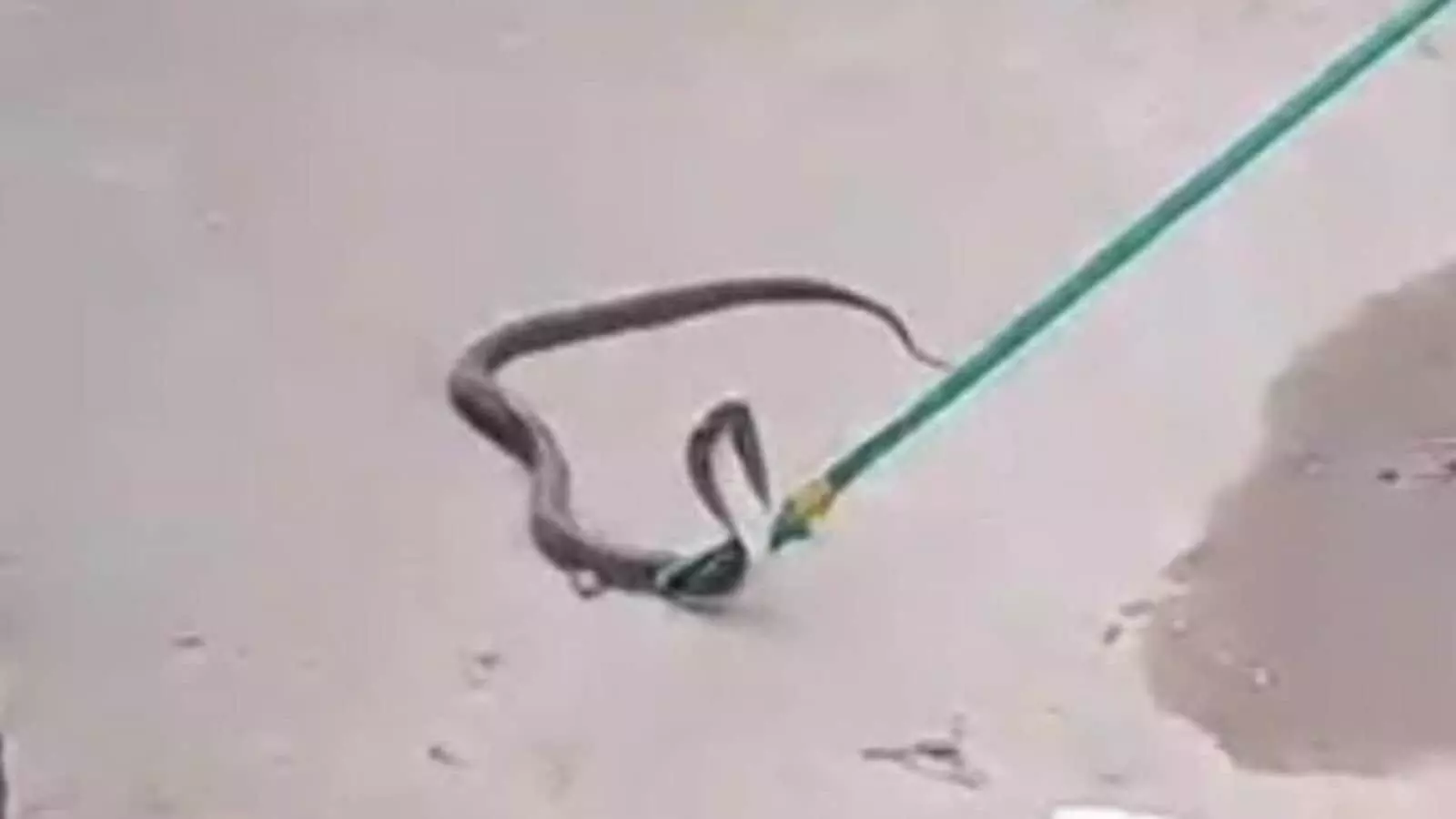 तस्वीर में जमीन पर फन फैलाए हुए सांप और उसे पकड़ने के लिए इस्तेमाल की जा रही छड़ दिखाई दे रही है। तस्वीर में जमीन पर फन फैलाए हुए सांप और उसे पकड़ने के लिए इस्तेमाल की जा रही छड़ दिखाई दे रही है।