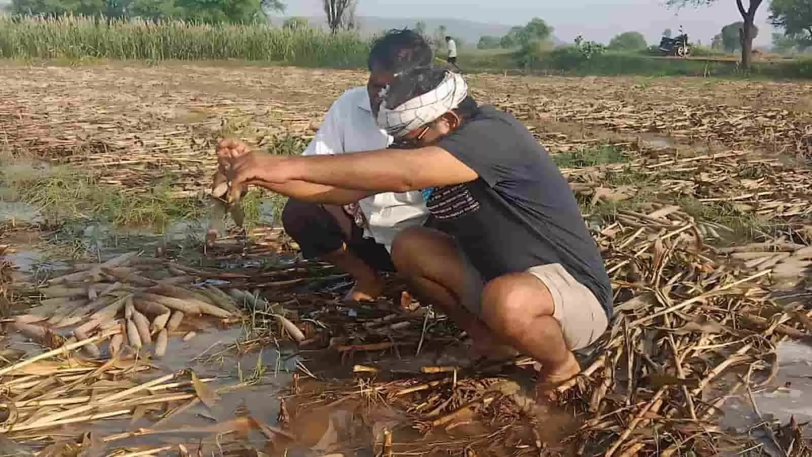 जलभराव वाले खेत में झुके हुए दो किसान पानी में भीगी बाजरे की बालियों को देखते हुए। जलभराव वाले खेत में झुके हुए दो किसान पानी में भीगी बाजरे की बालियों को देखते हुए।