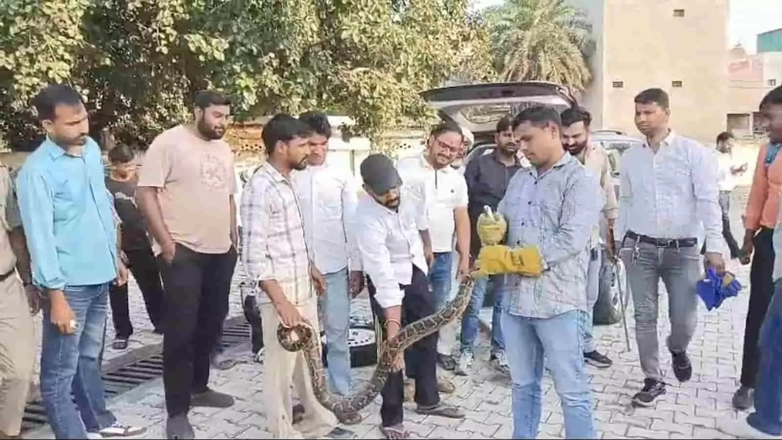 तस्वीर में दिख रही टीम के लोग अजगर को पकड़े हुए हैं और आसपास अन्य लोग खड़े हैं। तस्वीर में दिख रही टीम के लोग अजगर को पकड़े हुए हैं और आसपास अन्य लोग खड़े हैं।