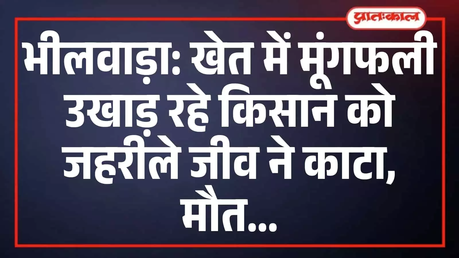 भीलवाड़ा: खेत में मूंगफली उखाड़ रहे किसान को जहरीले जीव ने काटा, मौत भीलवाड़ा: खेत में मूंगफली उखाड़ रहे किसान को जहरीले जीव ने काटा, मौत