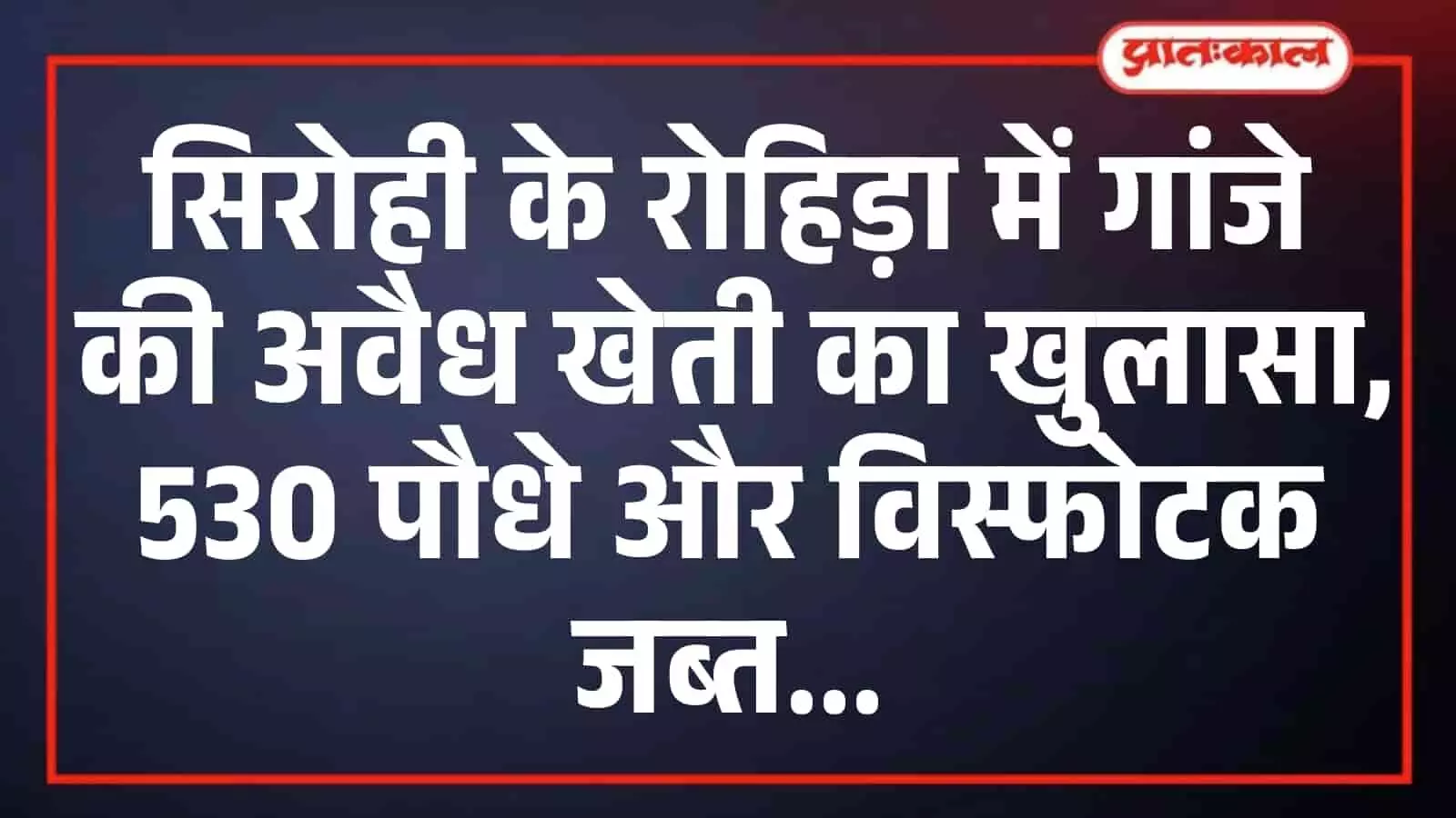 सिरोही के रोहिड़ा में गांजे की अवैध खेती का खुलासा, 530 पौधे और विस्फोटक जब्त सिरोही के रोहिड़ा में गांजे की अवैध खेती का खुलासा, 530 पौधे और विस्फोटक जब्त