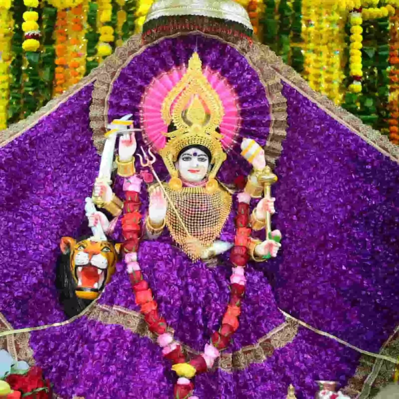 तस्वीर में दिख रही माता रानी की प्रतिमा बैंगनी वस्त्रों और फूलों की माला से सजी है। तस्वीर में दिख रही माता रानी की प्रतिमा बैंगनी वस्त्रों और फूलों की माला से सजी है।
