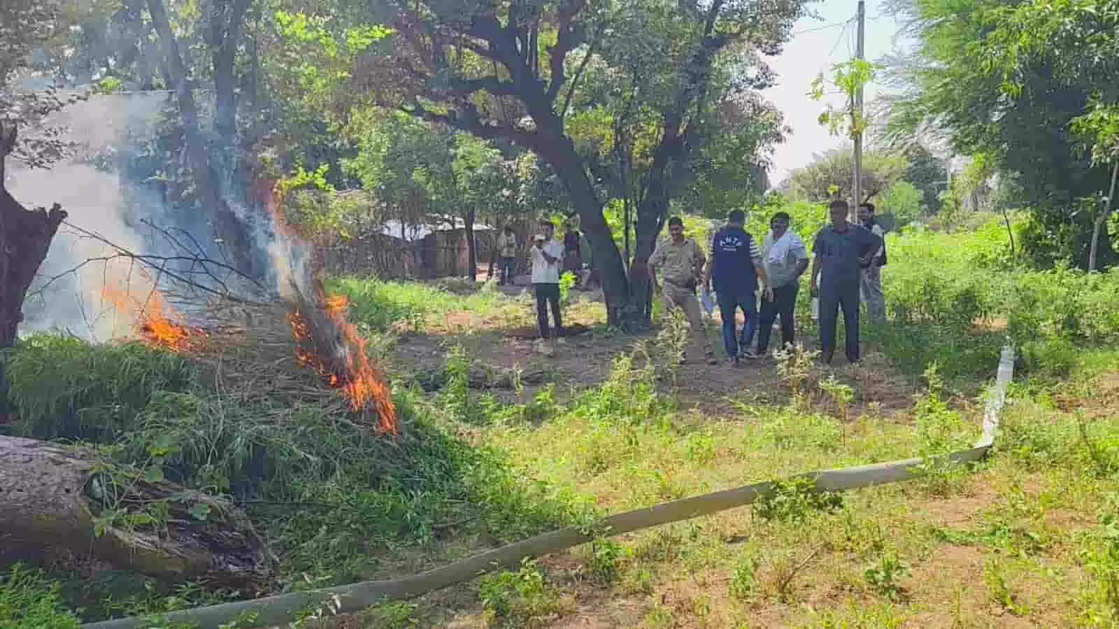 उदयपुर के खेत में आग लगाकर गांजे के पौधे नष्ट करते पुलिसकर्मी। उदयपुर के खेत में आग लगाकर गांजे के पौधे नष्ट करते पुलिसकर्मी।