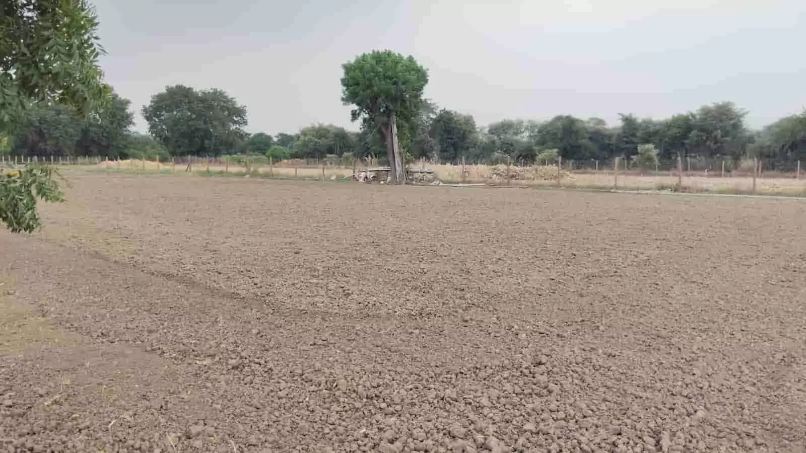 तस्वीर में बड़ीसादड़ी का जोता हुआ खाली खेत अफीम की खेती की तैयारी के संदर्भ में दिख रहा है। तस्वीर में बड़ीसादड़ी का जोता हुआ खाली खेत अफीम की खेती की तैयारी के संदर्भ में दिख रहा है।