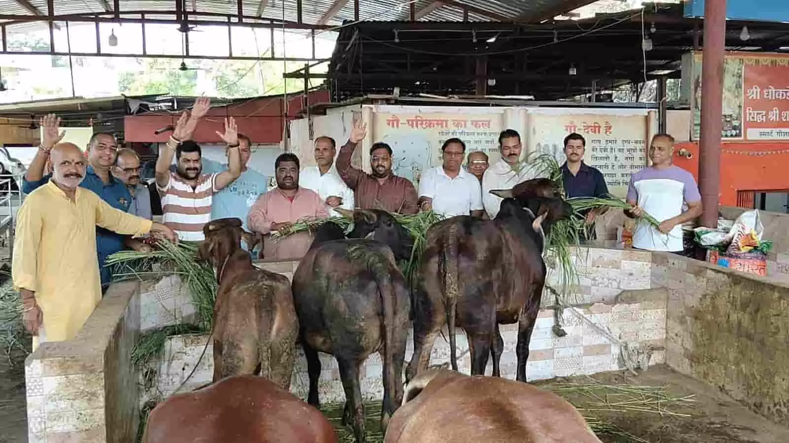 तस्वीर में ढोकड़े वाले बालाजी मंदिर परिसर में गायों को चारा खिलाते ब्राह्मण कल्याण परिषद के सदस्य। तस्वीर में ढोकड़े वाले बालाजी मंदिर परिसर में गायों को चारा खिलाते ब्राह्मण कल्याण परिषद के सदस्य।