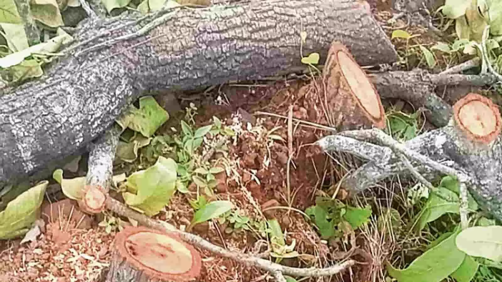 तस्वीर में जमीन पर कटे हुए पेड़ और उनकी शाखाएं ठाणे मेट्रो परियोजना स्थल पर पड़ी दिख रही हैं। तस्वीर में जमीन पर कटे हुए पेड़ और उनकी शाखाएं ठाणे मेट्रो परियोजना स्थल पर पड़ी दिख रही हैं।
