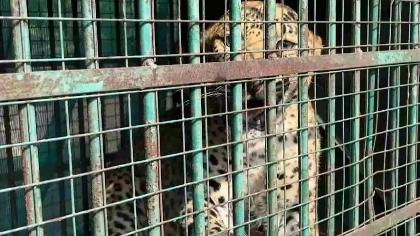तस्वीर में लोहे के पिंजरे के अंदर बैठा एक नर पैंथर दिखाई दे रहा है। तस्वीर में लोहे के पिंजरे के अंदर बैठा एक नर पैंथर दिखाई दे रहा है।