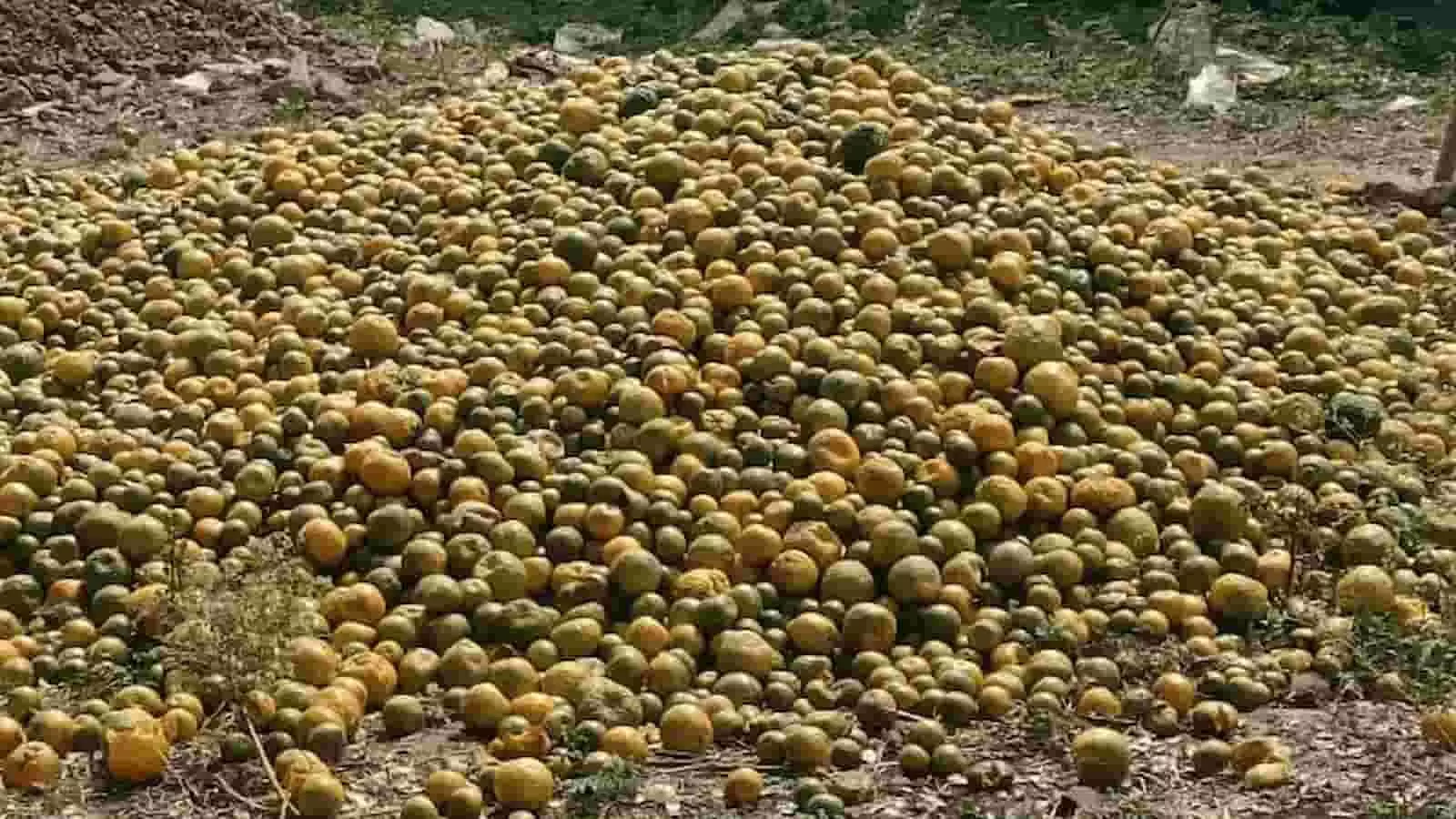 तस्वीर में मोर्शी में उचित दाम न मिलने के कारण फेंके गए संतरे दिख रहे हैं।