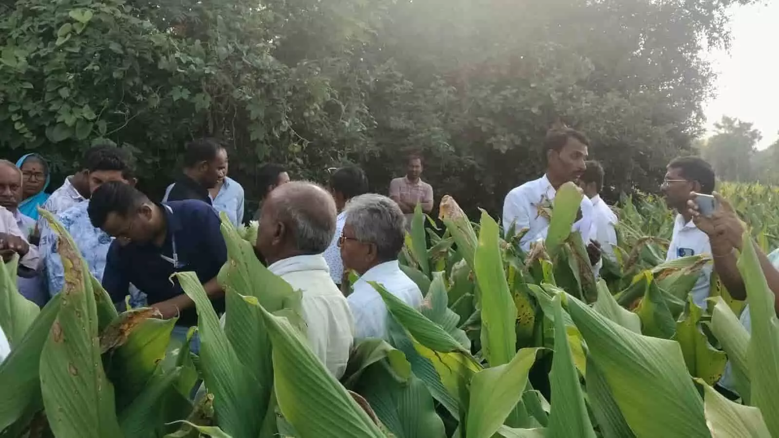 तस्वीर में कृषि विशेषज्ञ और किसान नंदोरी के खेत में हल्दी की फसल का निरीक्षण करते हुए।