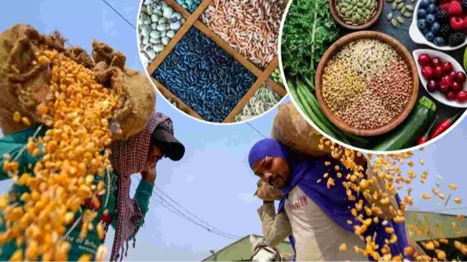 खेतों में मक्का और खाद्य पदार्थों की तस्वीरें भारत में फसल उत्पादन और कृषि आयात की चिंताओं को दर्शाती हैं। खेतों में मक्का और खाद्य पदार्थों की तस्वीरें भारत में फसल उत्पादन और कृषि आयात की चिंताओं को दर्शाती हैं।